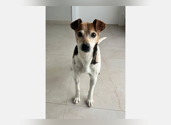 Max (LR) ein guter, ruhiger, edler Bube