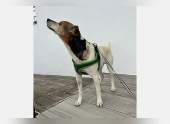 Max (LR) ein guter, ruhiger, edler Bube