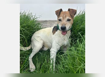 Max (LR) ein guter, ruhiger, edler Bube