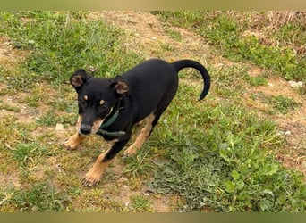 Baden (LR) kleiner Herzensbrecher auf 4 Pfoten