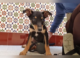 Baden (LR) kleiner Herzensbrecher auf 4 Pfoten