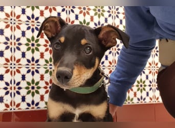 Baden (LR) kleiner Herzensbrecher auf 4 Pfoten