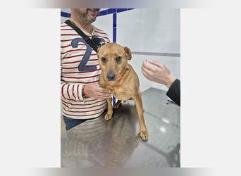 Cheto (TO) brauner süßer Schatz der seine Menschen liebt