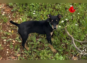 Baden (LR) kleiner Herzensbrecher auf 4 Pfoten