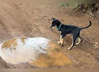 Baden (LR) kleiner Herzensbrecher auf 4 Pfoten