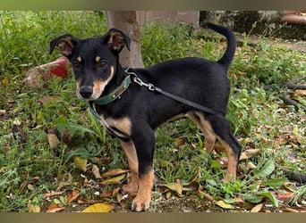 Baden (LR) kleiner Herzensbrecher auf 4 Pfoten