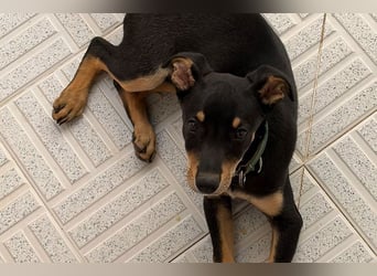 Baden (LR) kleiner Herzensbrecher auf 4 Pfoten