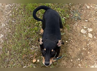 Baden (LR) kleiner Herzensbrecher auf 4 Pfoten