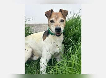 Max (LR) ein guter, ruhiger, edler Bube
