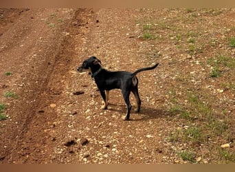 Baden (LR) kleiner Herzensbrecher auf 4 Pfoten