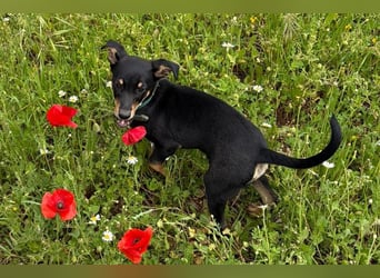 Baden (LR) kleiner Herzensbrecher auf 4 Pfoten