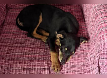 Baden (LR) kleiner Herzensbrecher auf 4 Pfoten