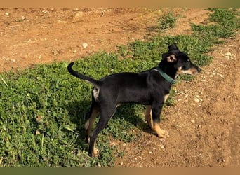 Baden (LR) kleiner Herzensbrecher auf 4 Pfoten