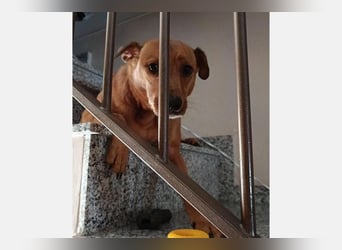Cheto (TO) brauner süßer Schatz der seine Menschen liebt