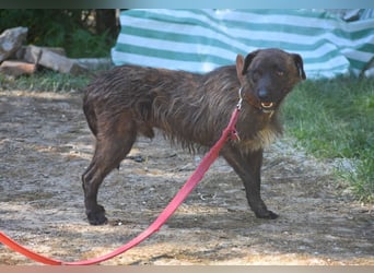 Pip