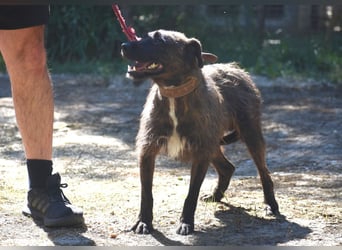 Pip