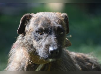 Pip