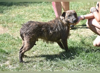 Pip