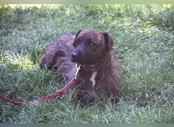 Pip
