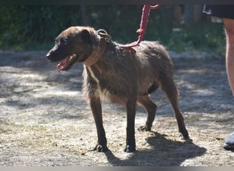 Pip