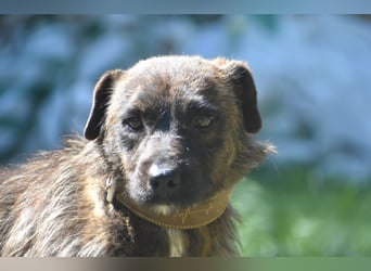 Pip