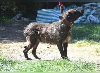 Pip
