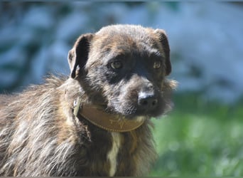 Pip