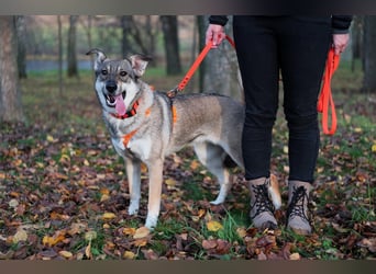 Sanfte Vivien sucht liebevolles Zuhause