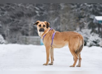 Ruhiges Zuhause für Lutik gesucht