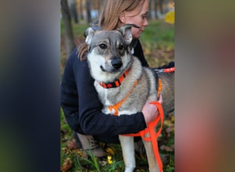 Sanfte Vivien sucht liebevolles Zuhause