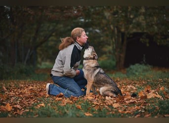 Sanfte Santa sucht ihre Menschen