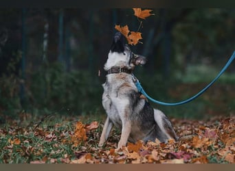 Sanfte Santa sucht ihre Menschen