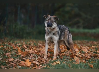 Sanfte Santa sucht ihre Menschen
