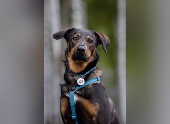 Ruhiges Zuhause für Miroscha gesucht