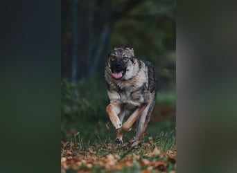 Sanfte Santa sucht ihre Menschen