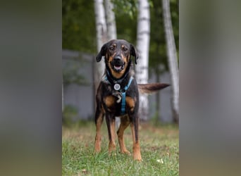 Ruhiges Zuhause für Miroscha gesucht