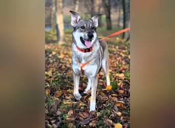Sanfte Vivien sucht liebevolles Zuhause