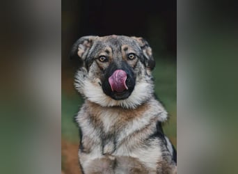 Sanfte Santa sucht ihre Menschen