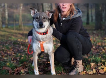 Sanfte Vivien sucht liebevolles Zuhause