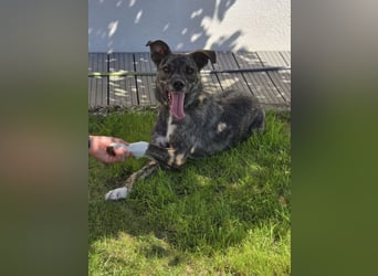 Dallas - sportlicher junger Rüde