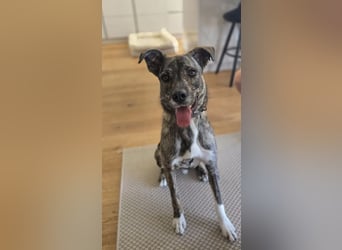 Dallas - sportlicher junger Rüde