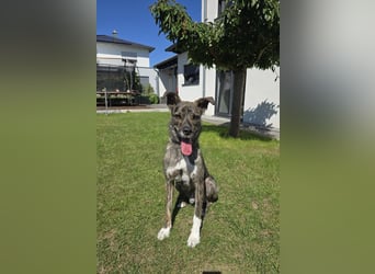 Dallas - sportlicher junger Rüde