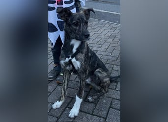 Dallas - sportlicher junger Rüde