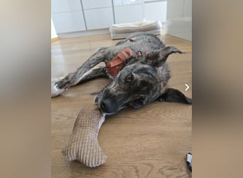 Dallas - sportlicher junger Rüde