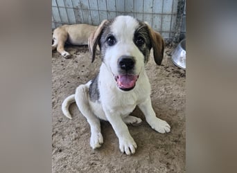 Zengo, geb. ca. 02/2025, lebt in GRIECHENLAND, auf einer privaten Pflegestelle