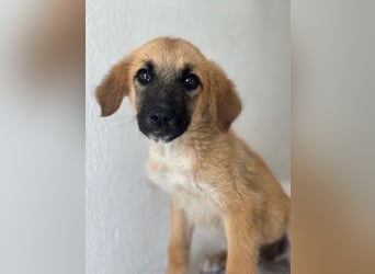 Cindy, geb. ca. 03/2026, lebt in GRIECHENLAND, im städt. Tierheim Serres