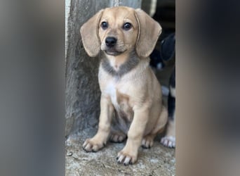 Vanilla, geb. ca. 05/2026, lebt in GRIECHENLAND, im städt. Tierheim Serres
