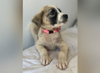 Amira, geb. ca. 03/2026, lebt in GRIECHENLAND, im städt. Tierheim Serres