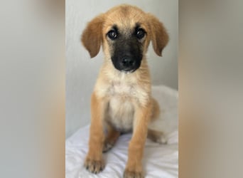 Cindy, geb. ca. 03/2026, lebt in GRIECHENLAND, im städt. Tierheim Serres