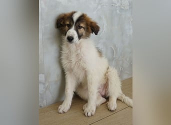 Vera, geb. ca. 12/2025, lebt in GRIECHENLAND, auf einer privaten Pflegestelle